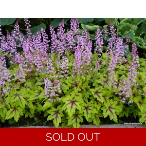 Heucherella 'Eye Spy'